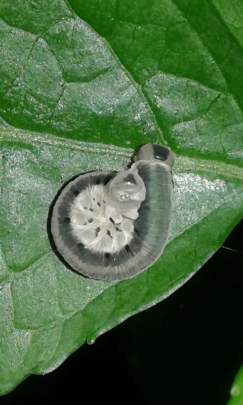 Larva di Macrophya sp. (Tenthredinidae)?